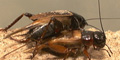 Mating crickets