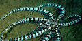 Octopus mimicking a  lionfish