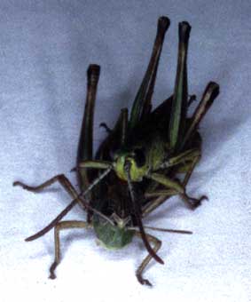 Mating pair of Chorthippus parallelus