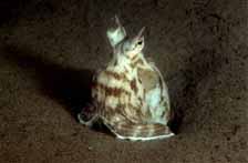 Mimic octopus on watch