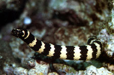 Banded sea snake